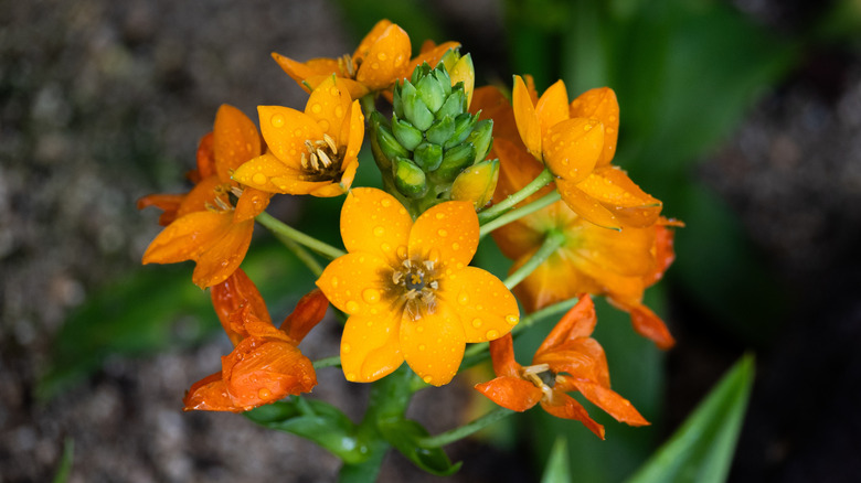 Rain drops bead on the petals of an orange star flower.
