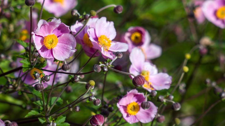 A cluster of pink anemone bloom in the sun.
