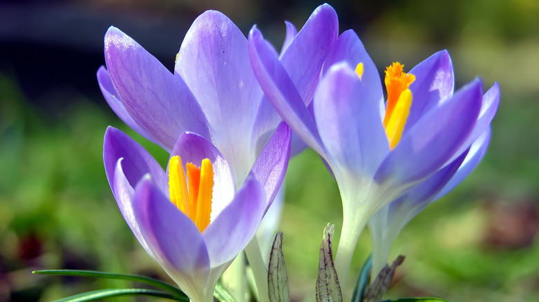 Close in view of purple crocus flowers.