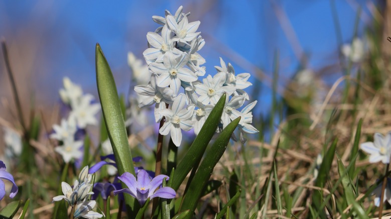 Cluster of white striped squill flowers grows against a blue sky.
