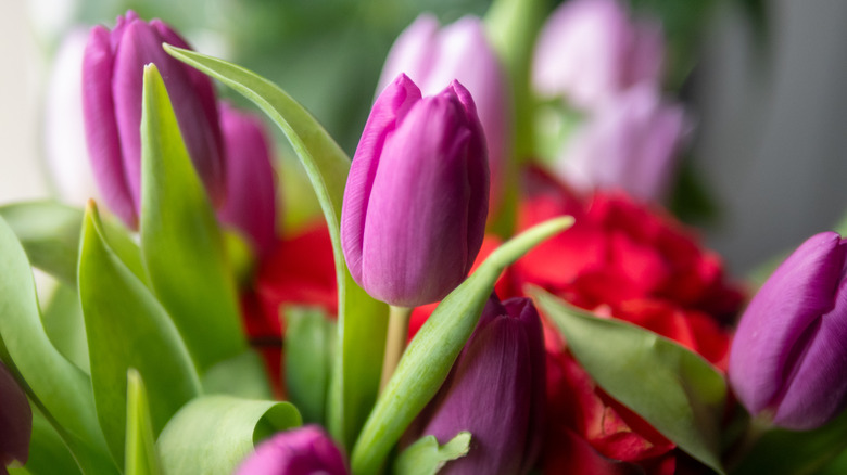 A tulip bloom is about to open.