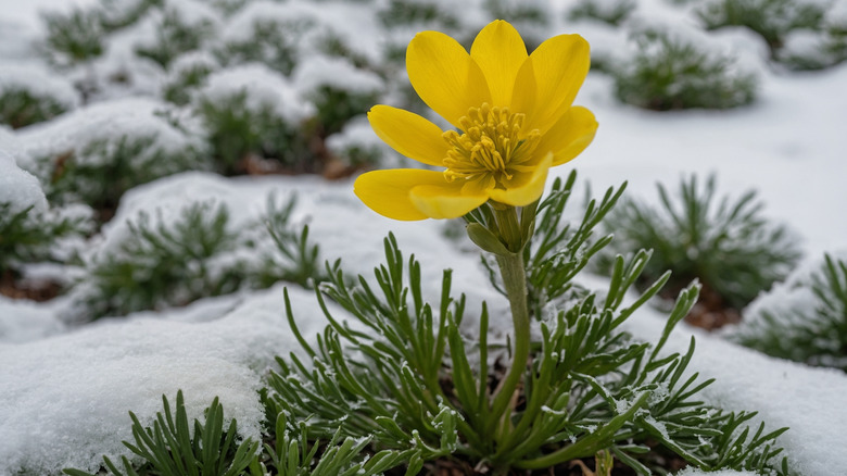 A yellow winter aconite flower pokes through snow on the ground.