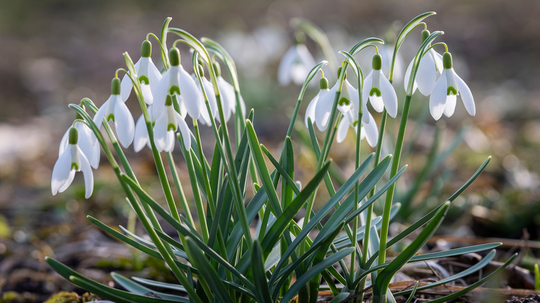 A group of white snow drop flowers grow.