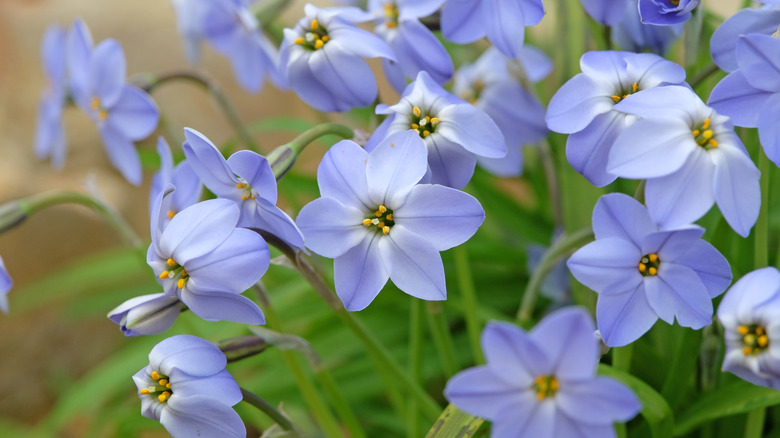 Closs in view of a cluster of lavender spring starflowers.
