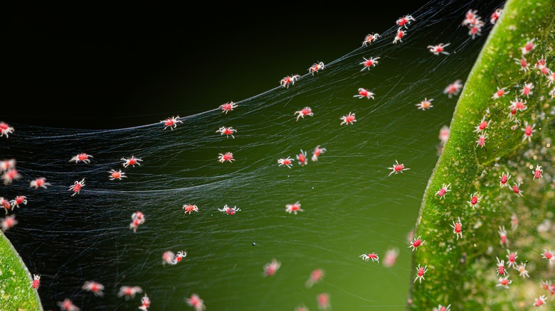 Spidermites gather on the silk stretching across a plant.