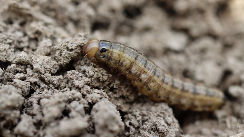 A cutworm crawls in the dirt.