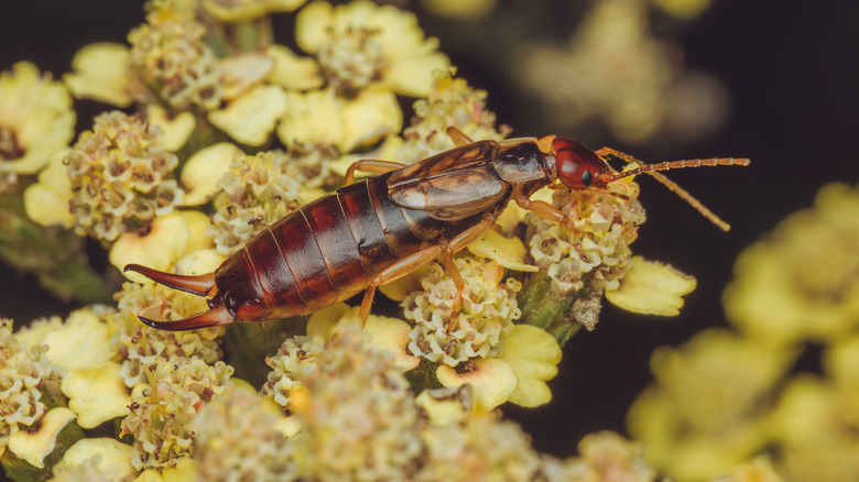 Ear wig eats a flower.