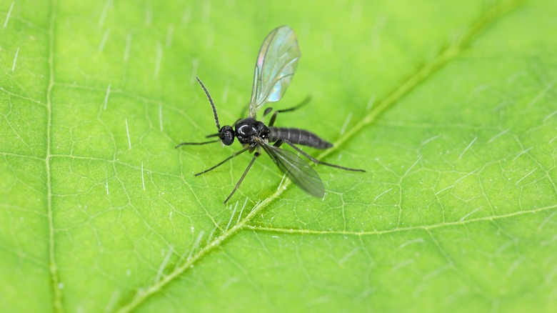 A fungus gnat stands on a green leaf.