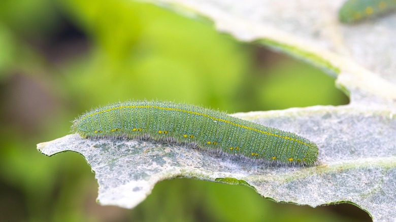 Zoomed in view of a green cabbage worm crawling on a leaf.