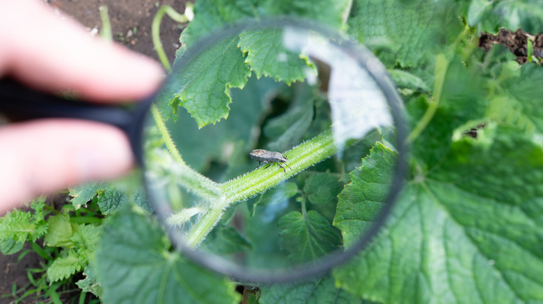Someone uses a magnifying glass to identify a stink bug on a stem.