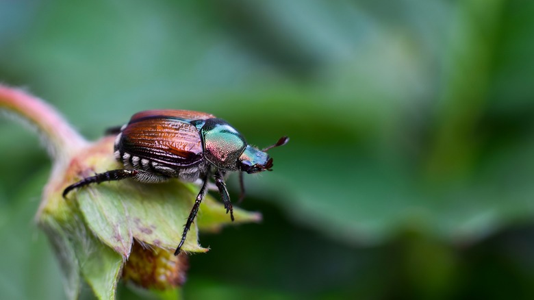 Close up view of a Japanese beetle sitting on a flower bud.