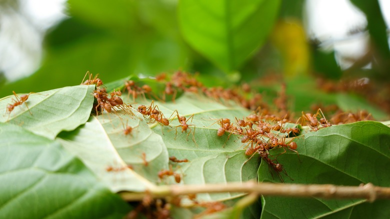 Many fire ants crawl on leaves.