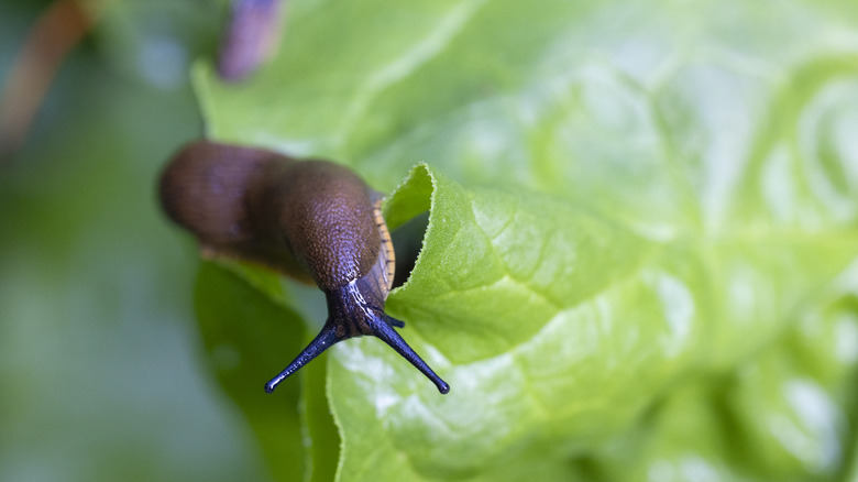 A slug crawls on the edge of a leaf.