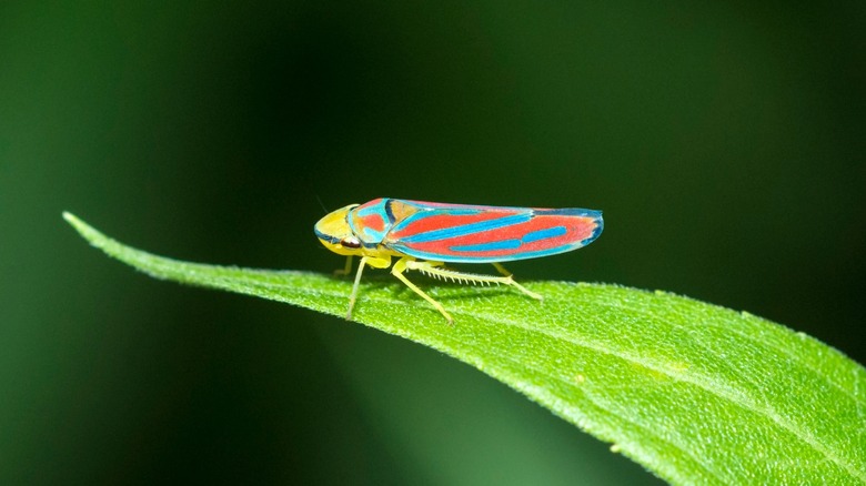 An candy-striped leafhopper rests on a green leaf.