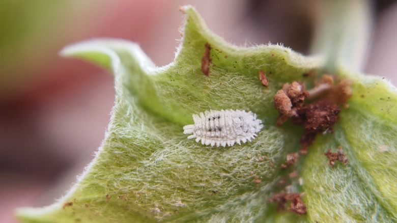 A white, furry mealy sits on the underside of a leaf.