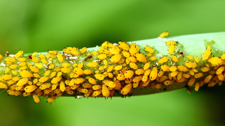 Many yellow aphids crowd together on a plant's stem.