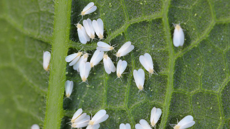 Whiteflies gather together on the underside of leaf.