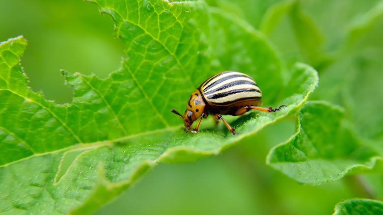A Colorado potato beetle crawls across a leaf with chewed holes.