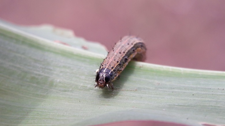 An armyworm hangs over a blade of grass.