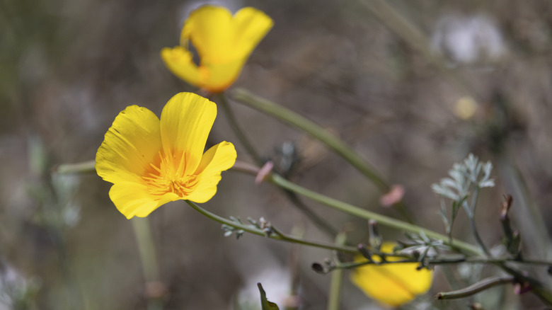 A yellow California poppy blooms with its signature four petals.