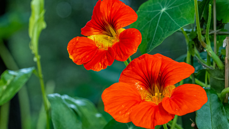 Two red nasturtium flowers bloom in green foliage.
