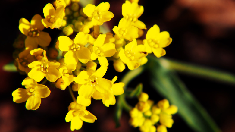 A cluster of small yellow alyssum flowers in the sun.