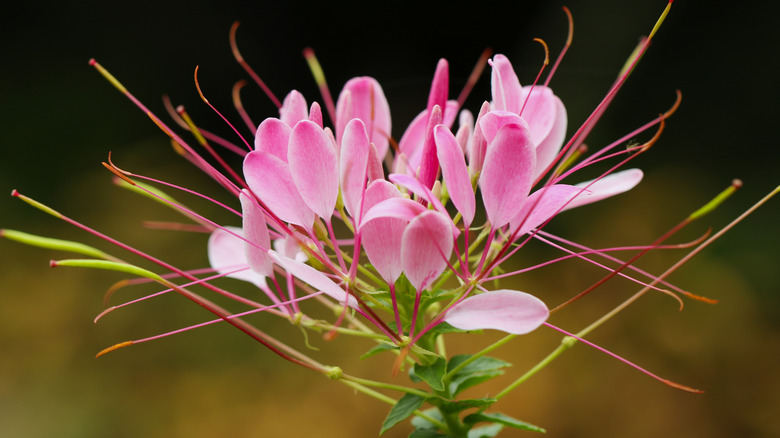 The pink tendrils and petals of the spider flower open on a sunny day.
