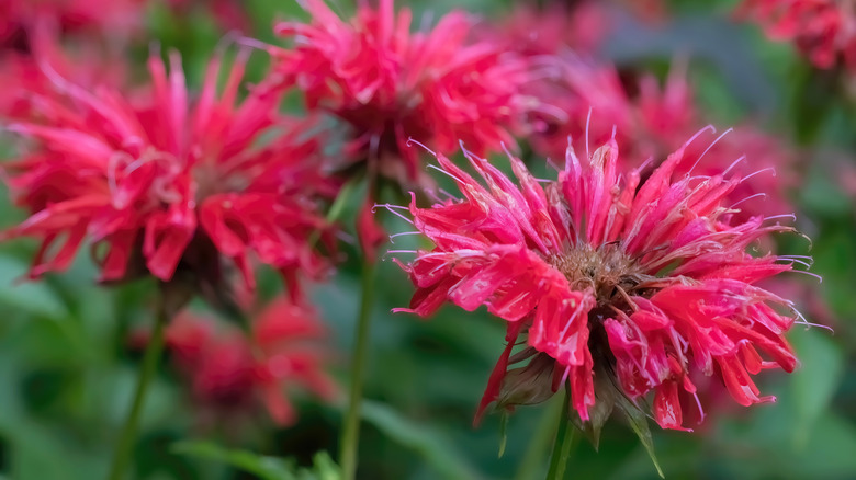 Red bee balm flowers grow in a group.