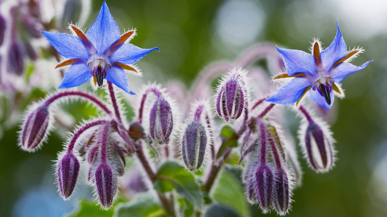 Blue borage flowers hang next to the purple shells of unopened blooms.