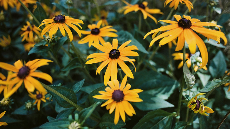 Black-eyed Susans grow together.