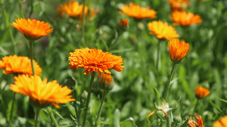 Bright orange calendula flowers grow in the sun.