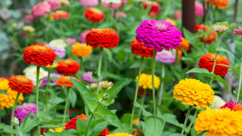 Red, pink, and yellow zinnias with multiple layers of petals grow in a garden.