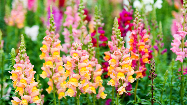 Snapdragons flower with their telltale multi-bloom stalks.