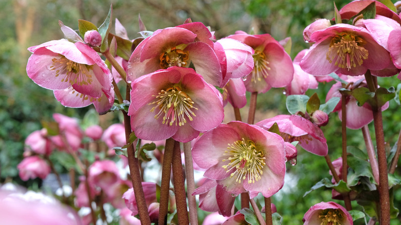 Pink hellebore on reddish brown stalks are covered in morning dew.