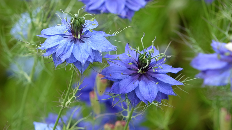 Indigo love-in-the-mist flowers have middle tendrils curving in all directions.
