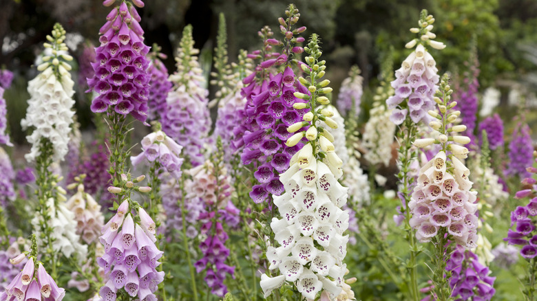 Foxglove with its bell-like blooms stand together.