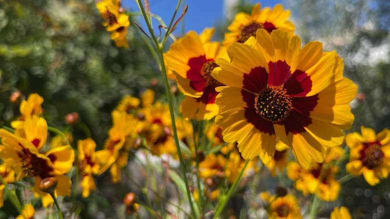 Two-tone calliopsis flowers sit with wide open petals.