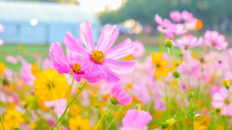 Pink and orange cosmos bloom in a field.