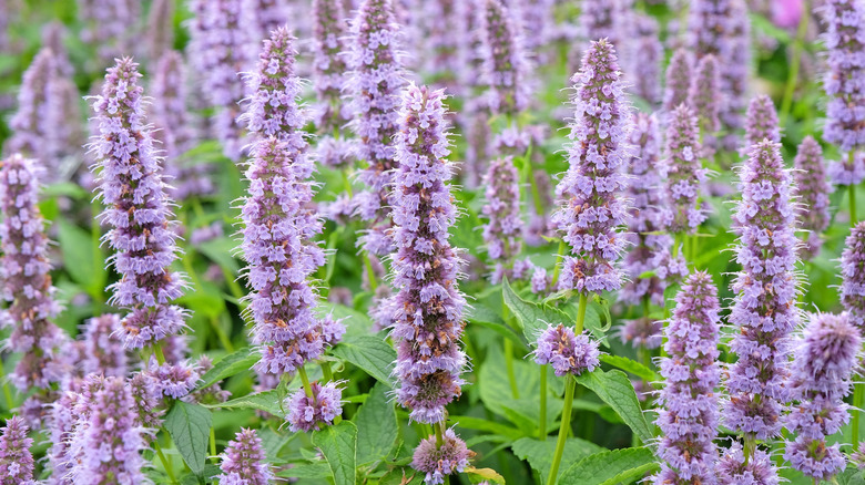 Several tall cone-like giant purple hyssop flowers bloom in a group.