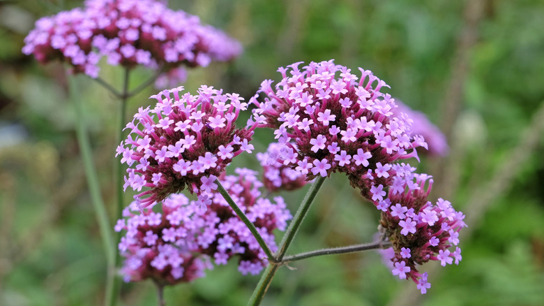 Purpletop verbena flowers are made up of many tiny pink blooms.