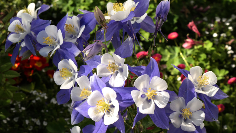 The white and purplish columbine flowers grow together in the sun.