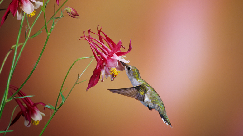 A female ruby throated hummingbird visiting a red columbine flower