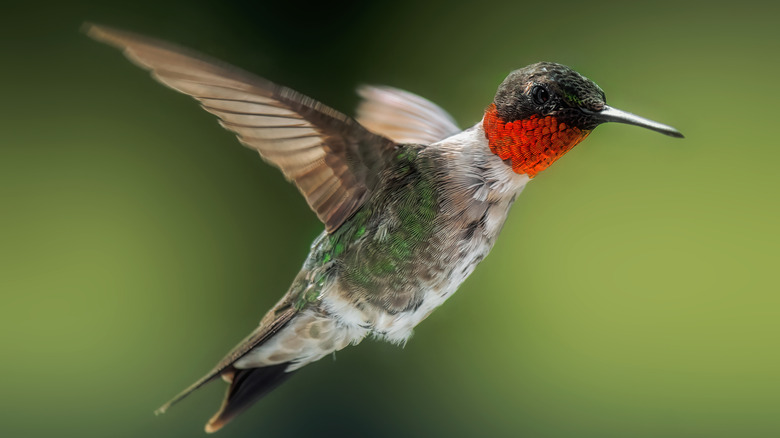 Male ruby throated hummingbird in flight against a green background