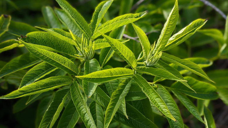 Lemon verbena's long spiky leaves grow outward.