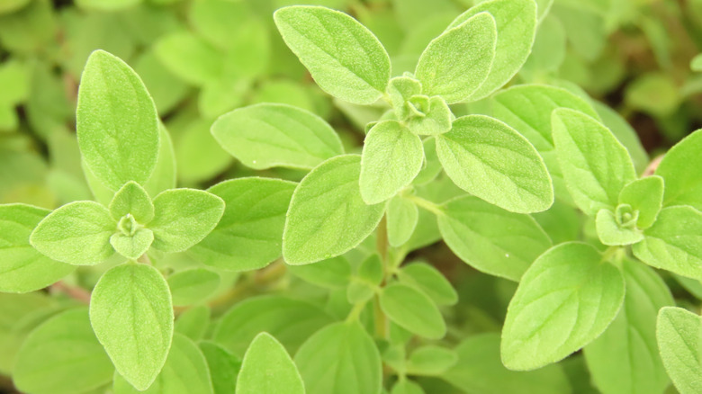 Oregano grows in bunches.
