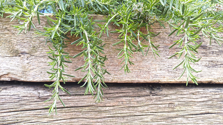 Tendrils of rosemary grow over a garden box.