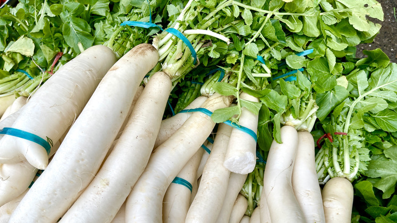 Harvested horseradish roots lay together.