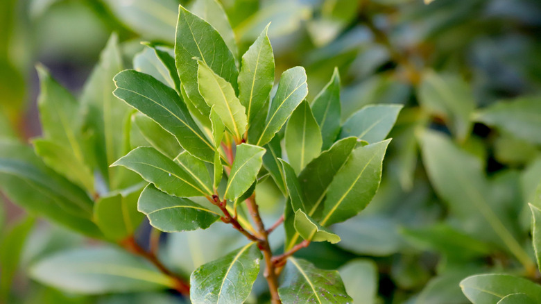 Close up on a branch of a bay leaf plant.