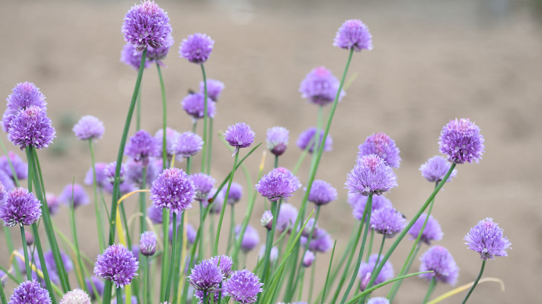 Purple flowers bloom on a chives plant.