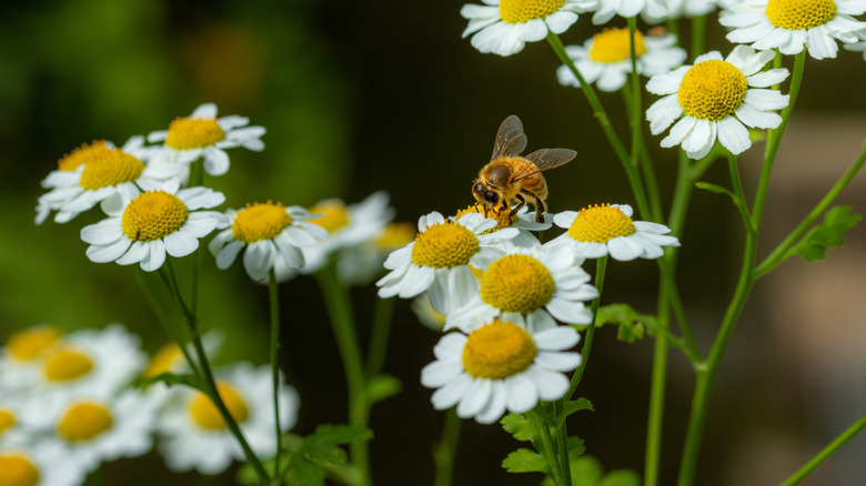 Bee enjoys the nectar of a feverfew flower.